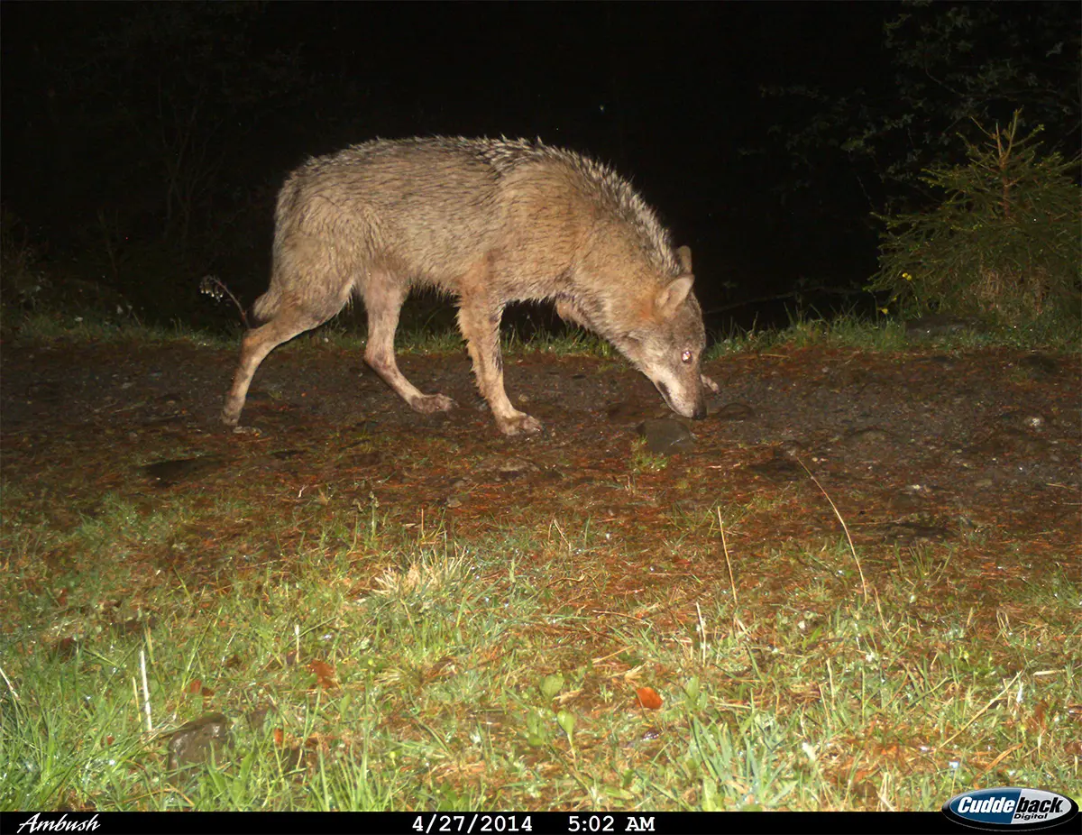 Wolf am Calanda