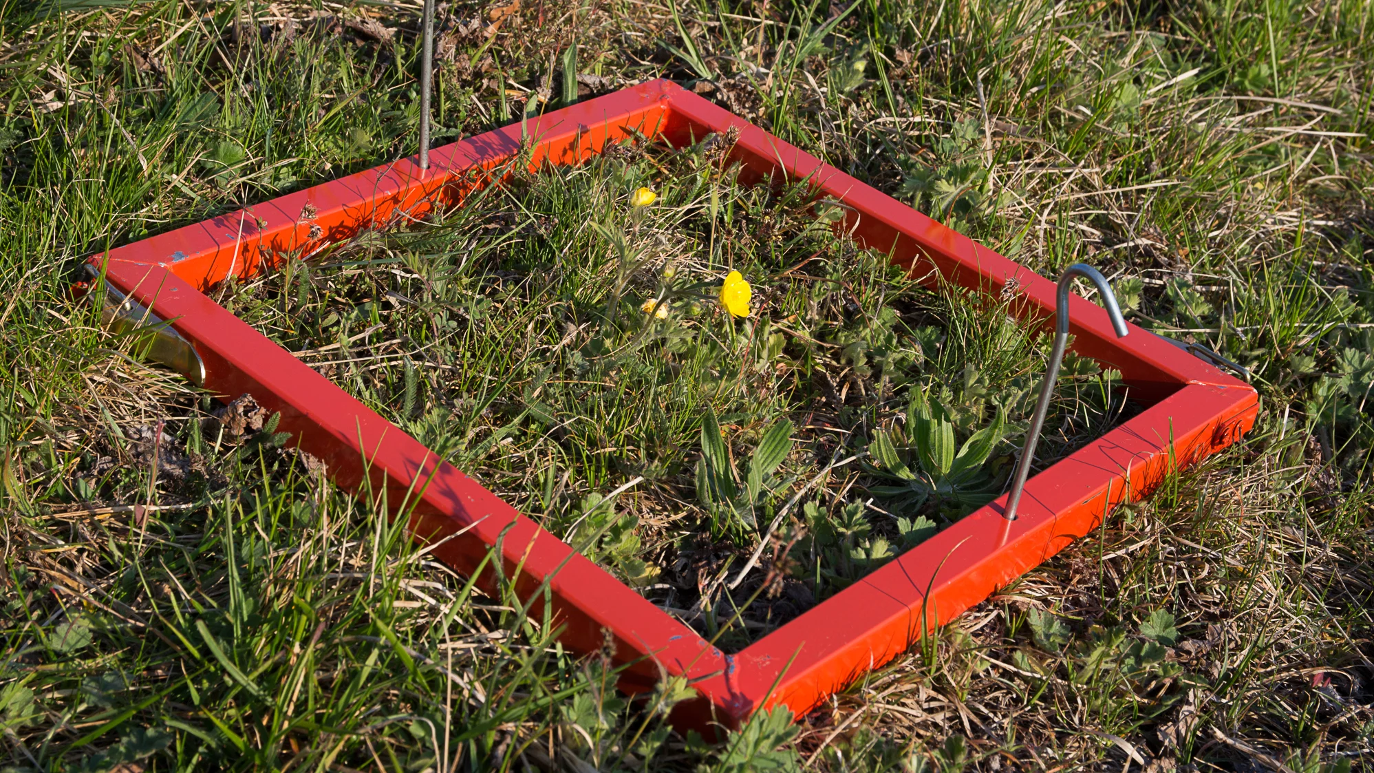 Ein rotes Metall-Quadrat liegt aufe einer Wiese mit Gräser und Kräutern.