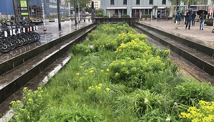 Schwammstadt