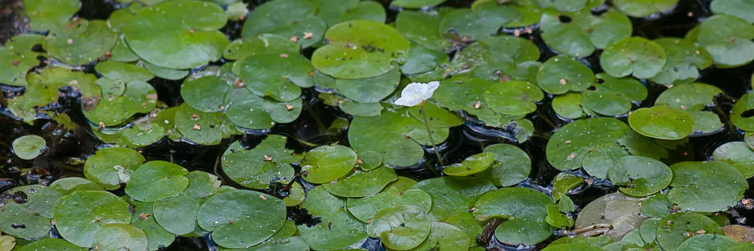 Aquatic vegetation