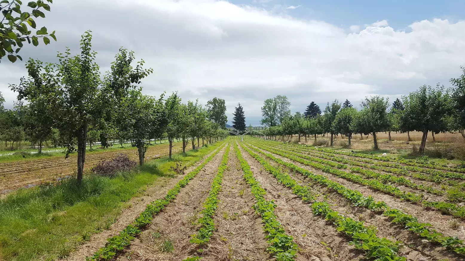 Agroforstsystem mit einem Gemüsefeld und Bäumen am Rand.