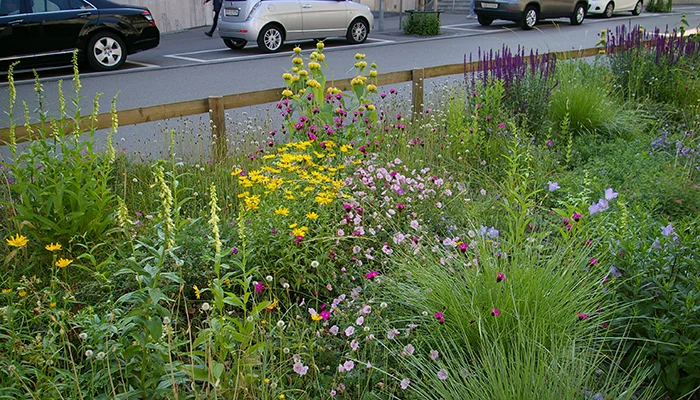 Staudenverwendung