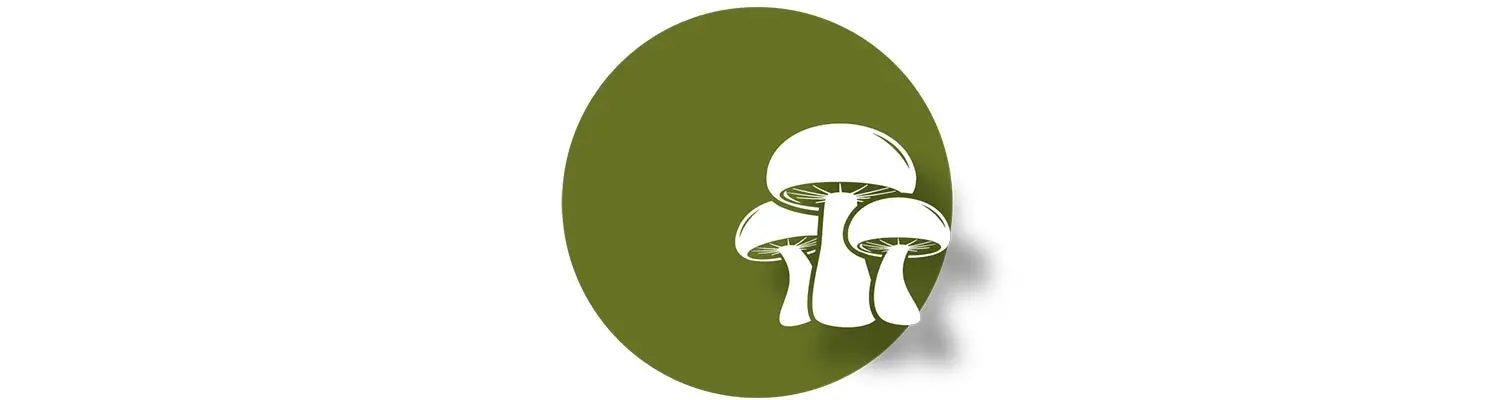 Speisepilze selber züchten