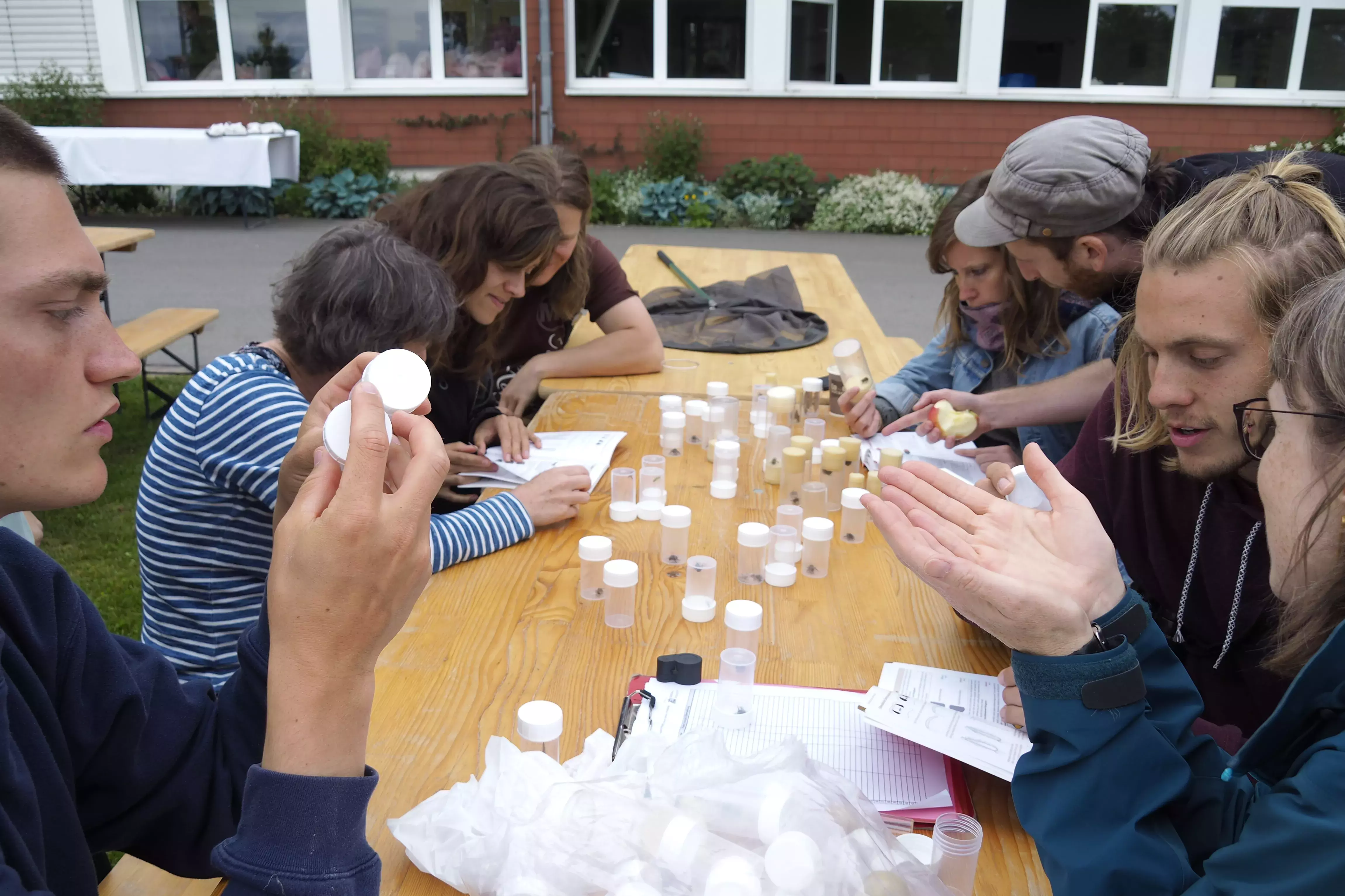 Teilnehmer*innen bestimmen eingesammelte Insekten, bevor diese wieder freigelassen werden. Foto: Regula Treichler Bratschi