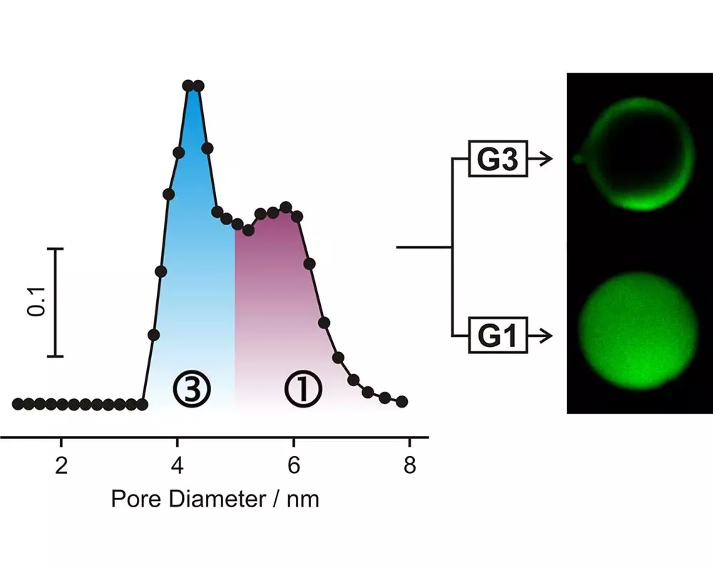 Confocal microscopy and gas sorption provide insights into the structure of complex pore systems