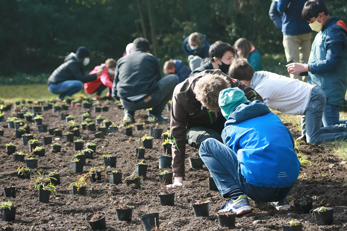 Schülerinnen und Schüler pflanzen die Wildstauden, Bild: Doris Tausendpfund