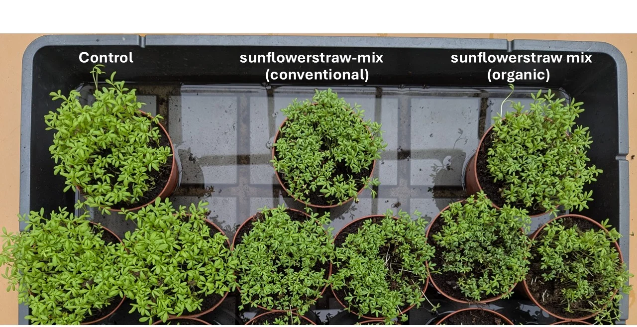  The picture shows that the cress has grown more or less the same in the three samples (the control one with peat and two mixtures with sunflower straw, conventional and organic).