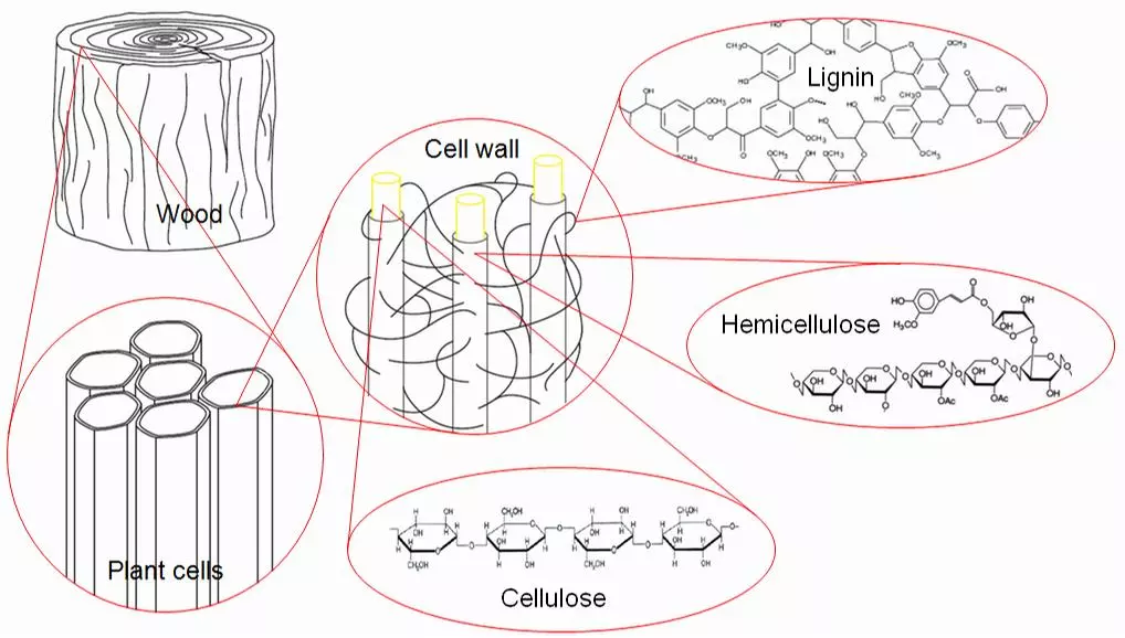 Structure of lignocellulosic biomass