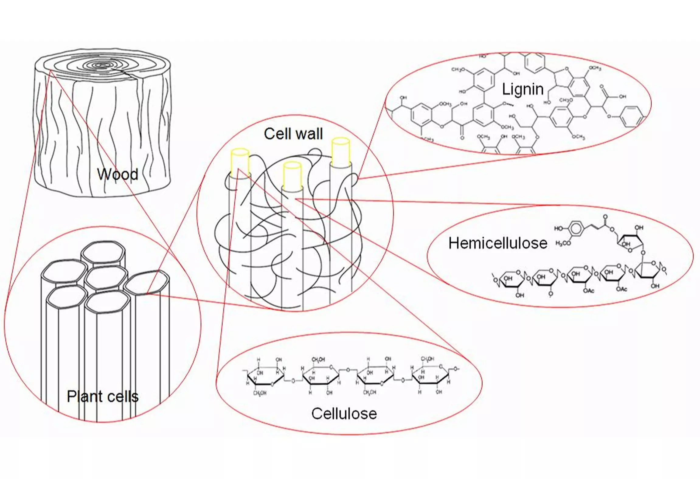 Aufbau von Lignocellulose