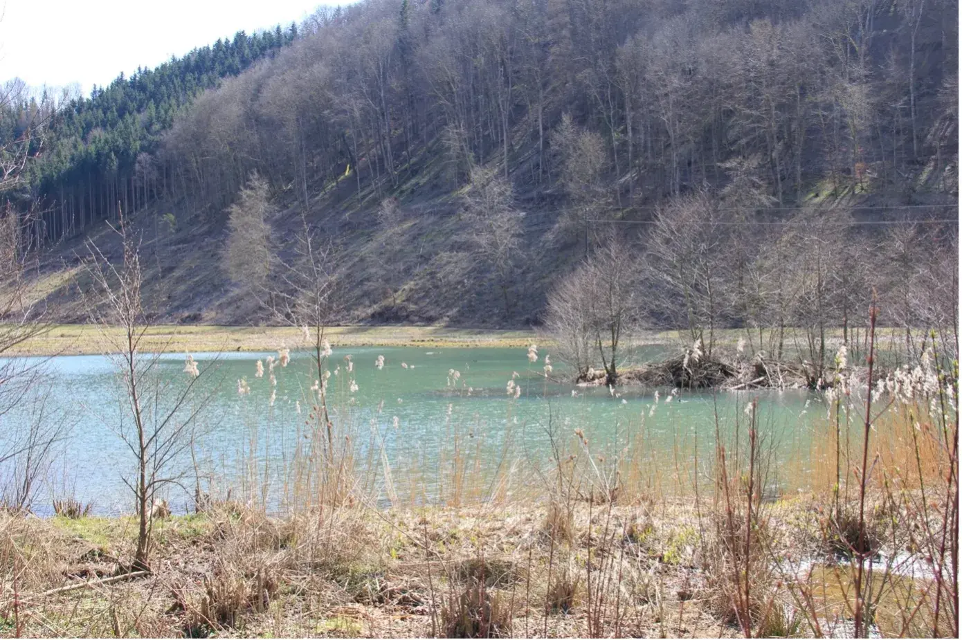 Eindrücke aus dem Biotop «Wangental Natur Pur» mit Biberdamm