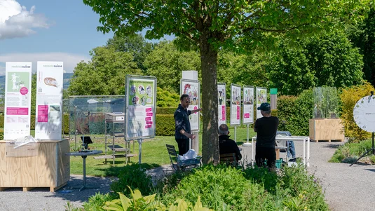 Ausstellung Invasive Neophyten im Siedlungsraum
