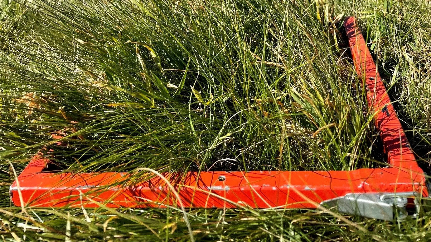 Ein rotes Metall-Quadrat liegt auf einer Wiese mit Gräser und Kräutern.