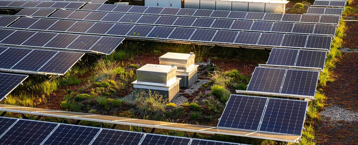 Eine grossflächige Photovoltaikanlage auf einem extensiv begrünten Flachdach. Zwischen den schräg aufgestellten Solarmodulen wachsen Gräser und Wildpflanzen in einer urbanen Wohnsiedlung.