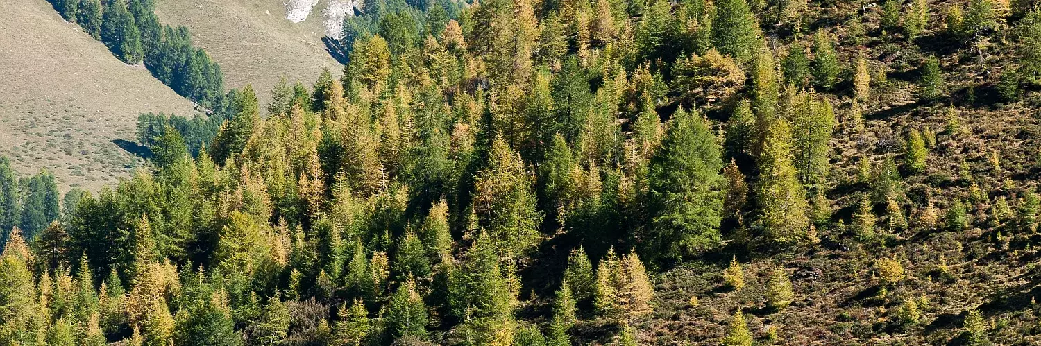 Mountain forest