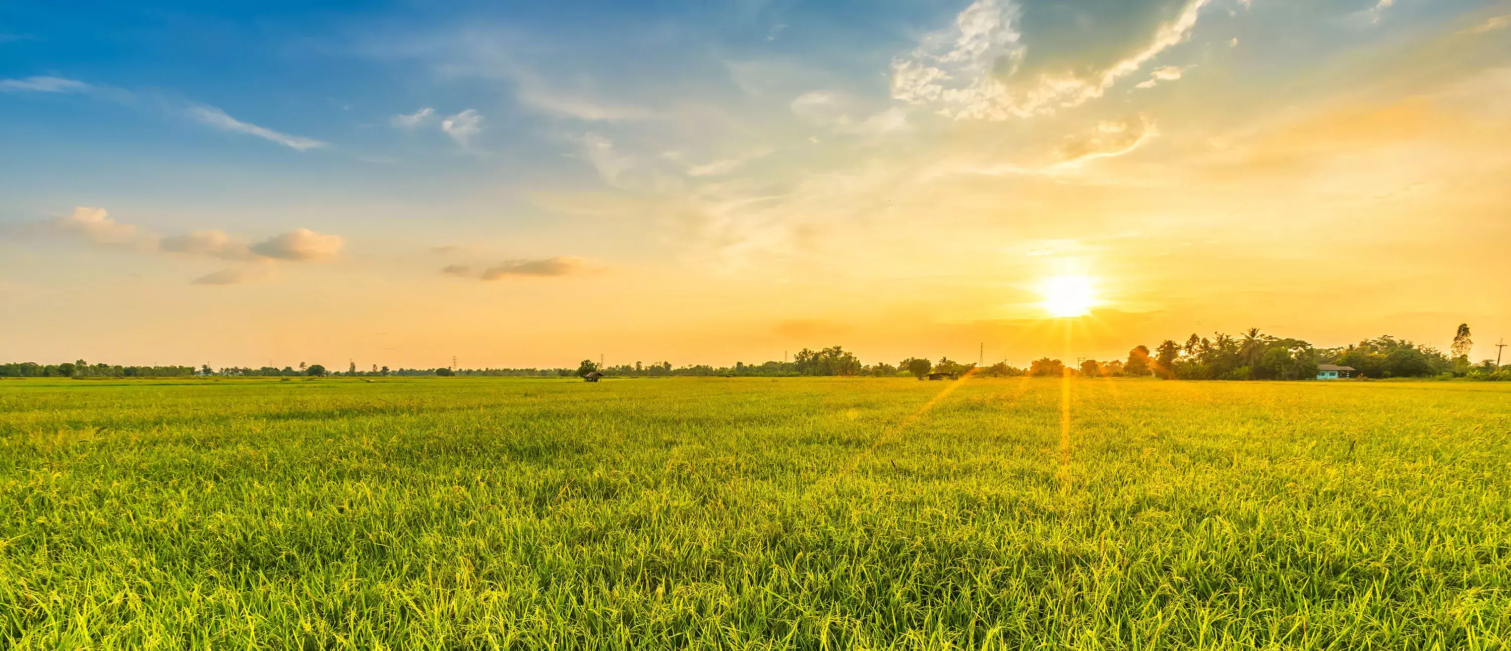 Beautiful environment landscape of green field cornfield or corn in Asia country agriculture harvest with sunset sky background.