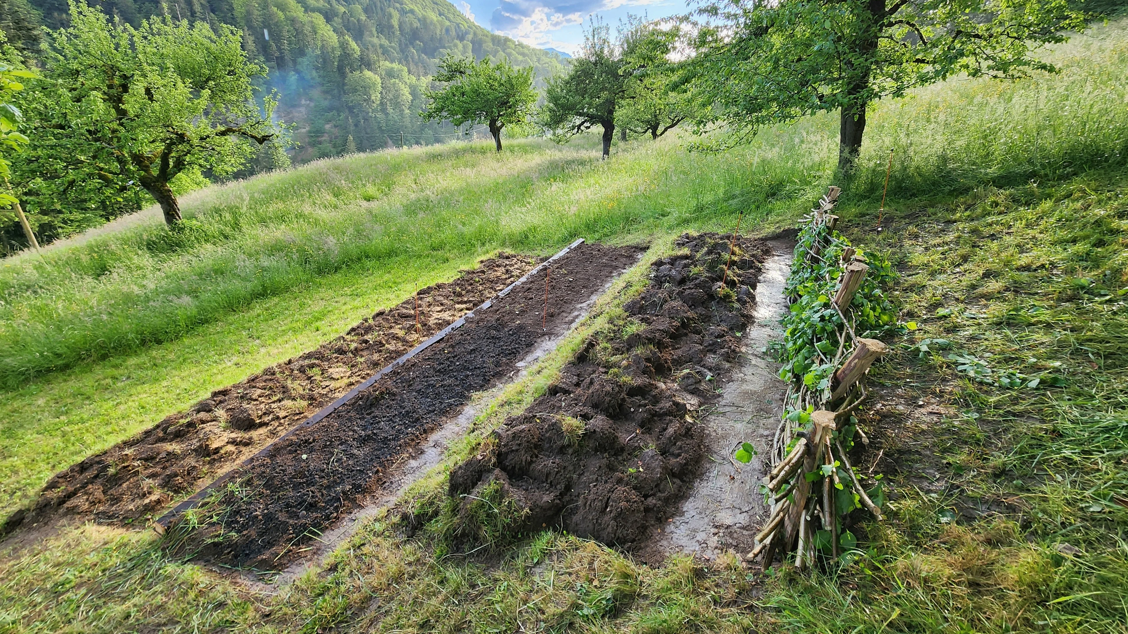 Frisch angelegte, terrassierte Beetreihen an einem grasbewachsenen Hang, seitlich mit geflochtenem Astwerk abgestützt, umgeben von Obstbäumen und bewaldeten Hügeln im Hintergrund.