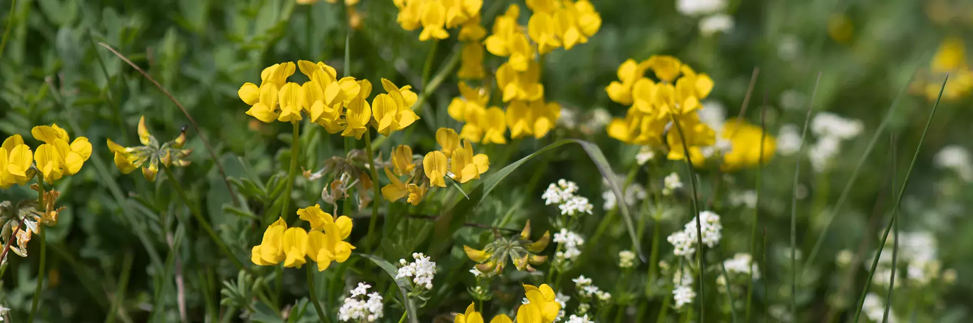 Prairie avec Lotus corniculatus