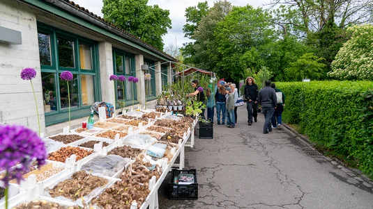 Auch eine grosse Varietät an Blumenzwiebeln war im Angebot