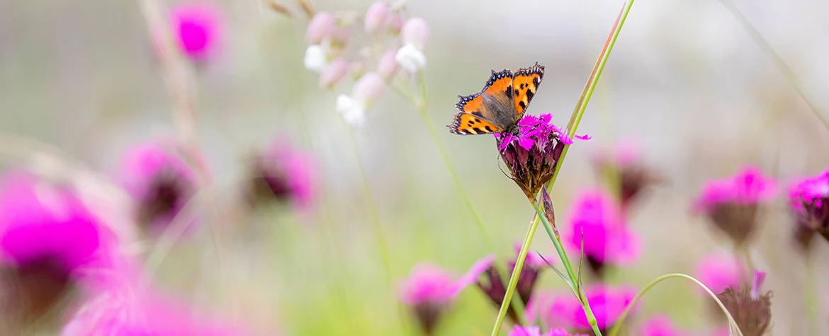 Makroaufnahme eines orange-schwarzen Schmetterlings auf einer pinkfarbenen Wildblume. Im Hintergrund sind unscharf weitere Blüten und Gräser einer ökologischen Dachbegrünung zu erkennen.
