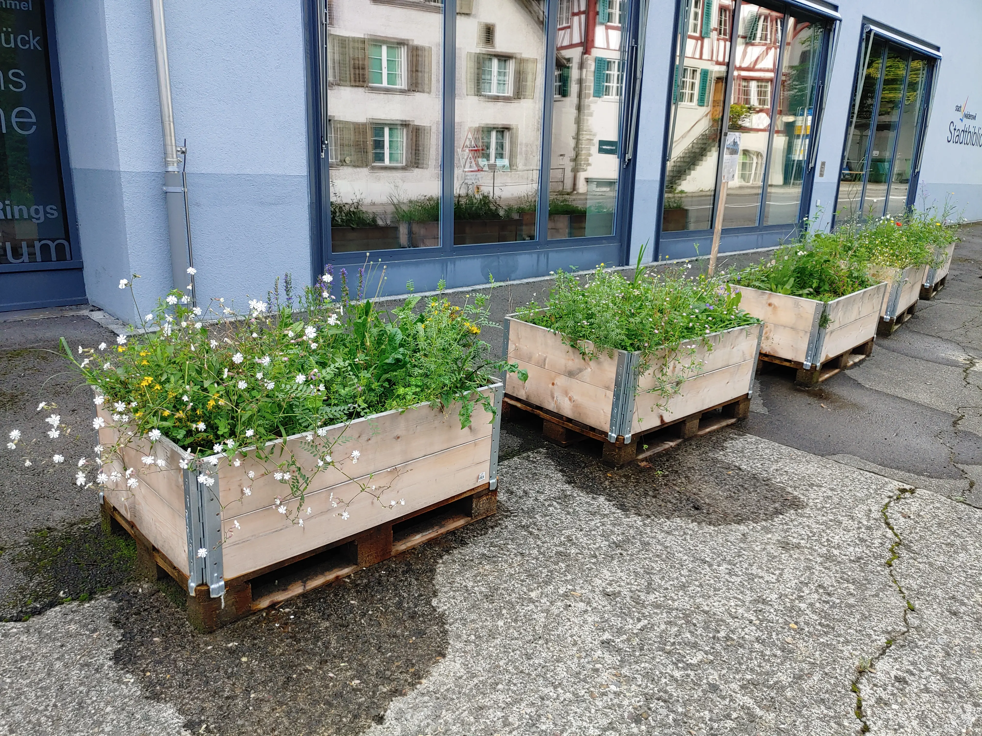 Tüchtiges Giessen verhalf zum üppigen Wuchs. Foto: Mathias Wenger