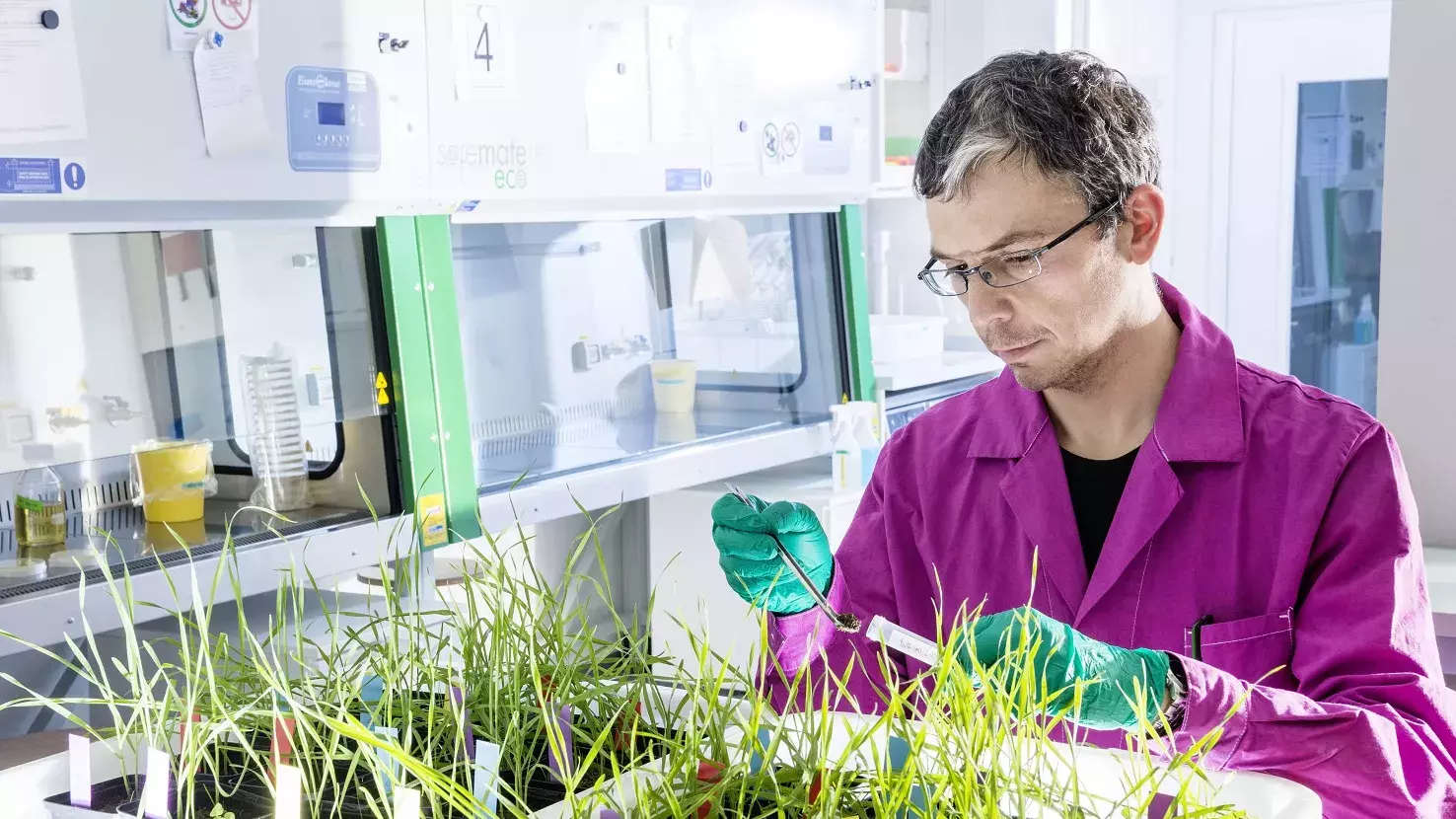 Ein Mann führt im Labor Untersuchungen an Pflanzen durch. Er nimmt eine Substratprobe aus einem Reagenzglas.