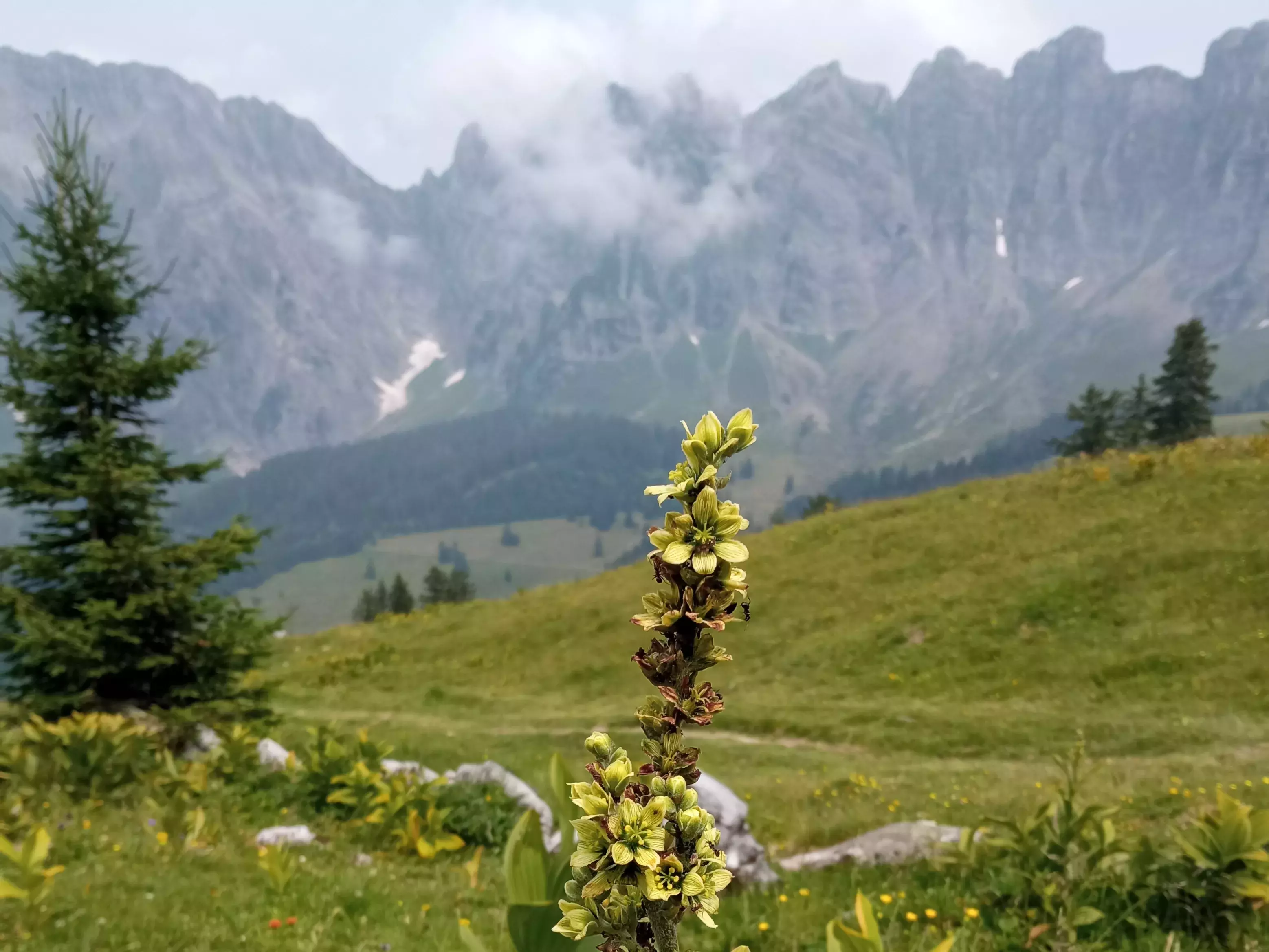 Weisser Germer (Veratrum album), eine Problempflanze auf Alpen, Foto: Desirée Kleger