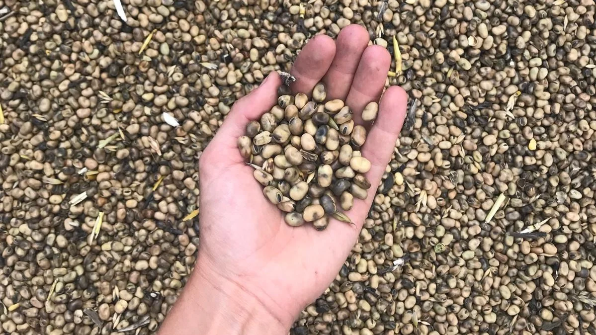 Eine Hand hält eine Handvoll beige-brauner Bohnen über einer grossen Menge derselben Bohnen, die den ganzen Bildhintergrund bedecken.