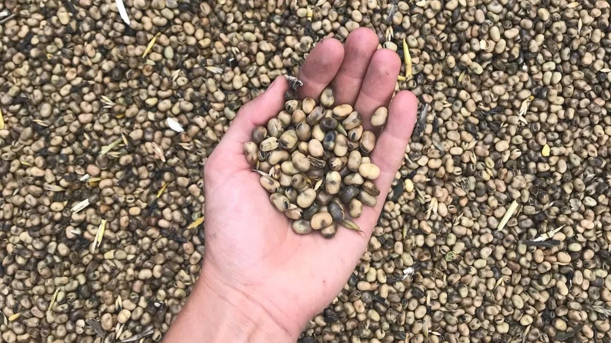 A hand holds a handful of beige-brown beans over a large quantity of the same beans covering the entire background.