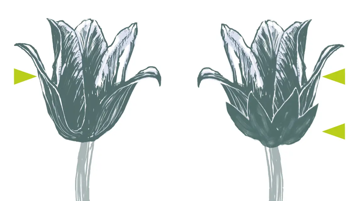 botanische-grundbegriffe-zhaw-institut-f-r-umwelt-und-nat-rliche