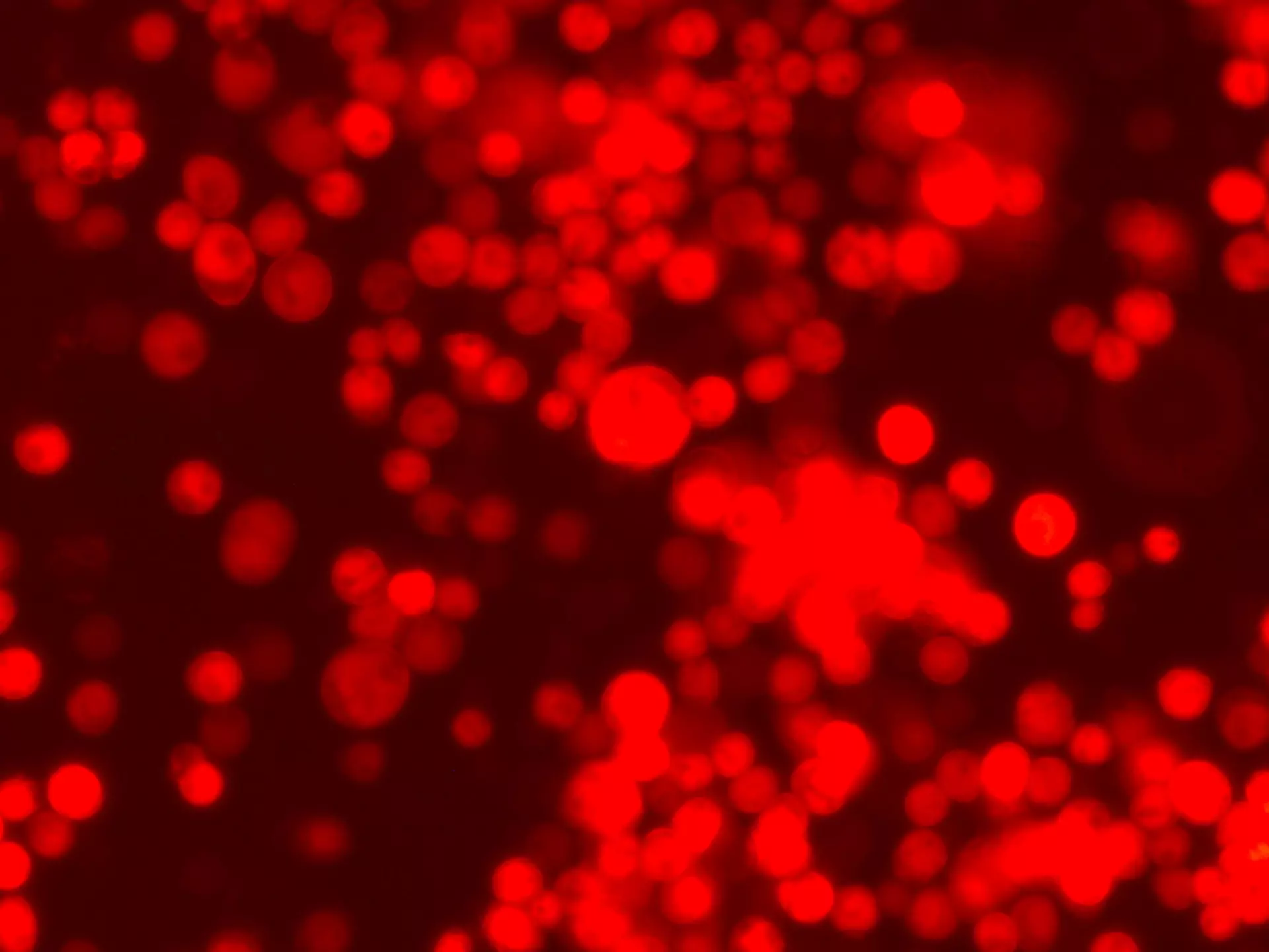 Abbildung von rot leuchtenden Insektenzellen. Für das Leuchten ist ein exprimiertes Reportergen (DsRed) verantwortlich.