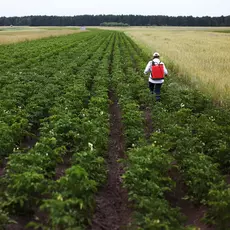 Female farmer with mist sprayer treats the organic potato plantation from pest and fungal infection. Use chemicals in agriculture. Agriculture and agribusiness. Harvest processing. Protection and care
