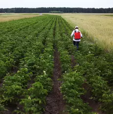 Female farmer with mist sprayer treats the organic potato plantation from pest and fungal infection. Use chemicals in agriculture. Agriculture and agribusiness. Harvest processing. Protection and care