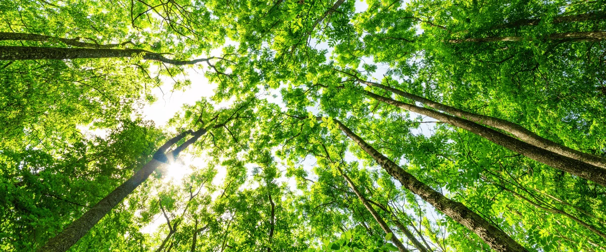 durchlichtete Baumkronen im Wald