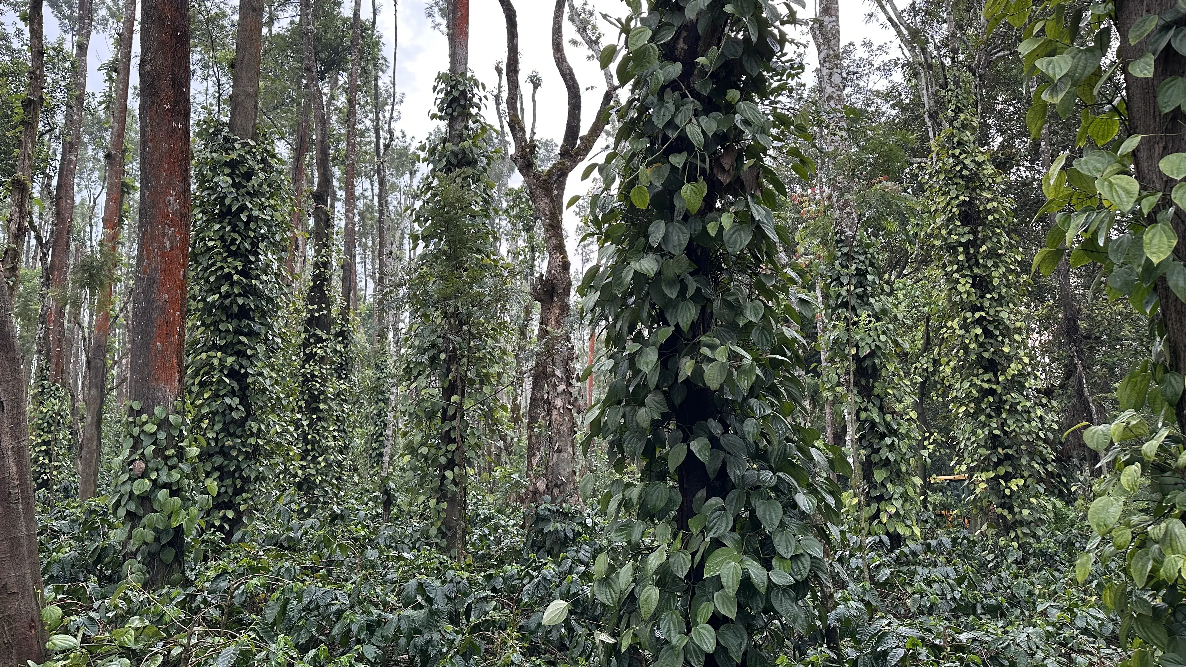 Ein Agroforstsystem mit Kaffee am Boden, schattenspendenden Bäumen und Pfeffer, der an den Bäumen hochwächst.