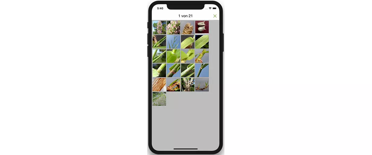 ZHAW App iGräser, Bilder