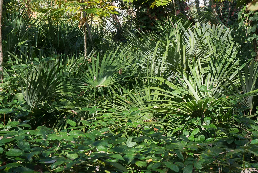 Das immergrüne Neophyt Trachycarpus fortunei bildet dichte, ausgedehnte Bestände im Tessin.