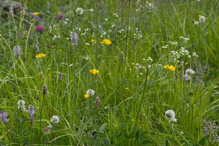 Blumenbunte, artenreiche Fettwiese