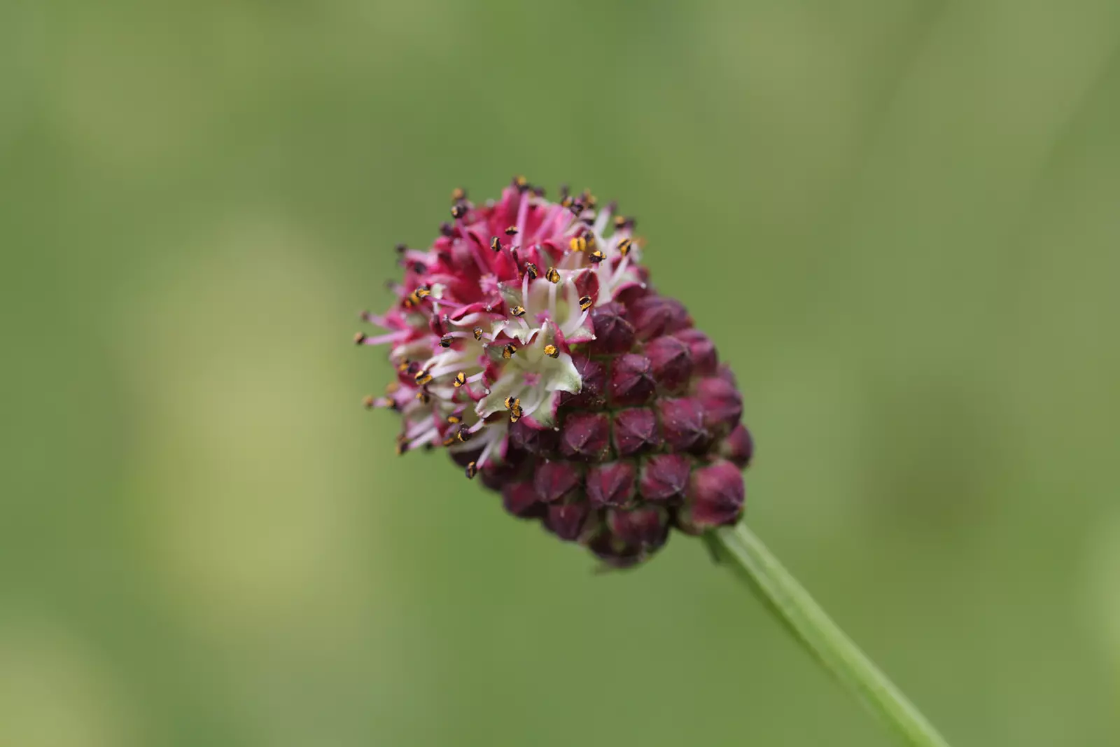 Grosser Wiesenknopf (Sanguisorba officinalis), Bild: Erika Gussmann