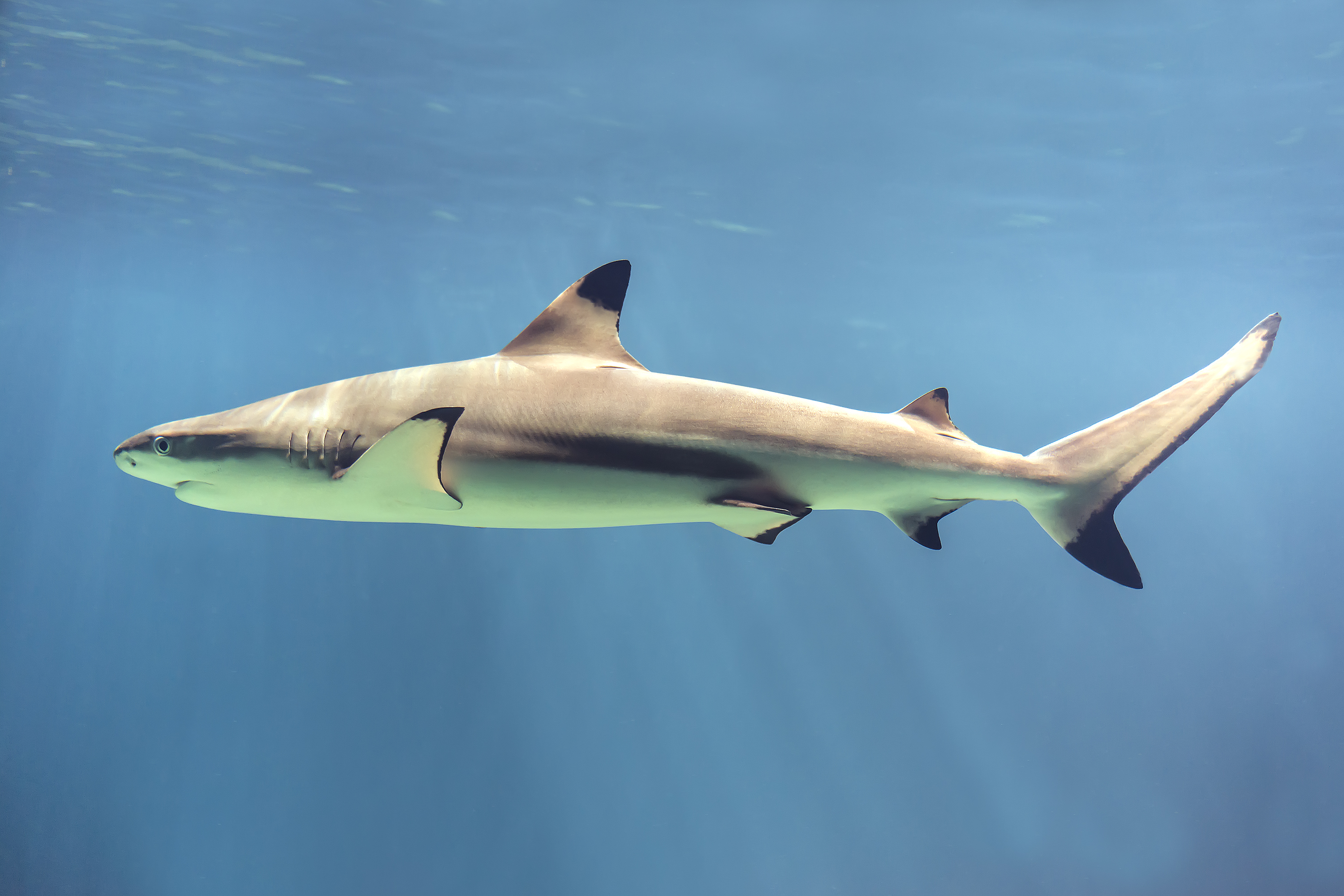Vorbild Natur: Haischuppen weisen eine feine Rillenstruktur auf, die den Strömungswiderstand reduziert.