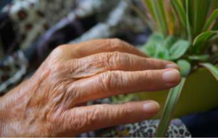 Alte Hand berührt eine Pflanze