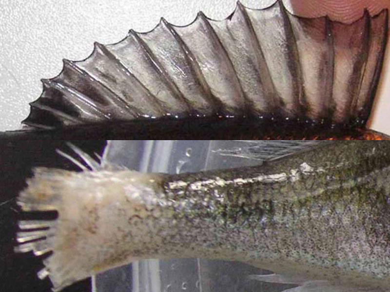 Aquaponic contruction - fish fins