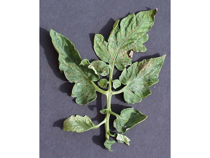 Aquaponic contruction - plant leaves