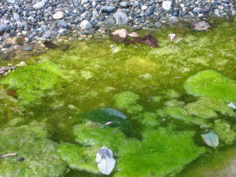 River algae bloom