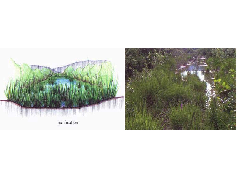 Vegetation as a filter