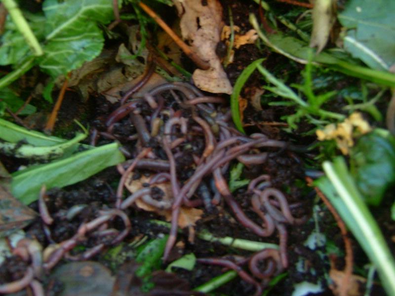 Worm composting