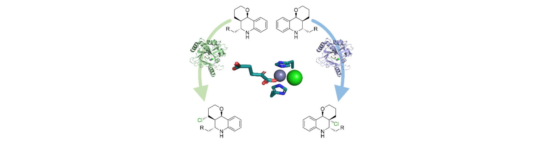 Halogenase Variant
