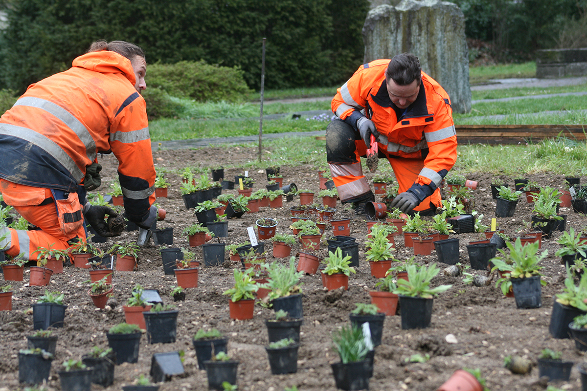 Die Gärtner Thomas Alaimo und Alex Borer setzen die Wildstauden, Bild: Doris Tausendpfund