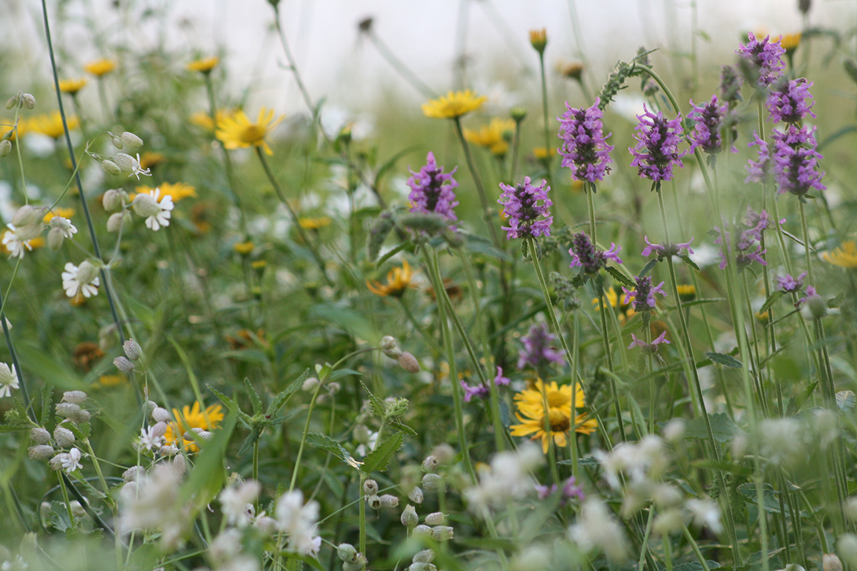 Wildstauden-Mischpflanzung in Thun im Sommer 2021, Bild: Doris Tausendpfund
