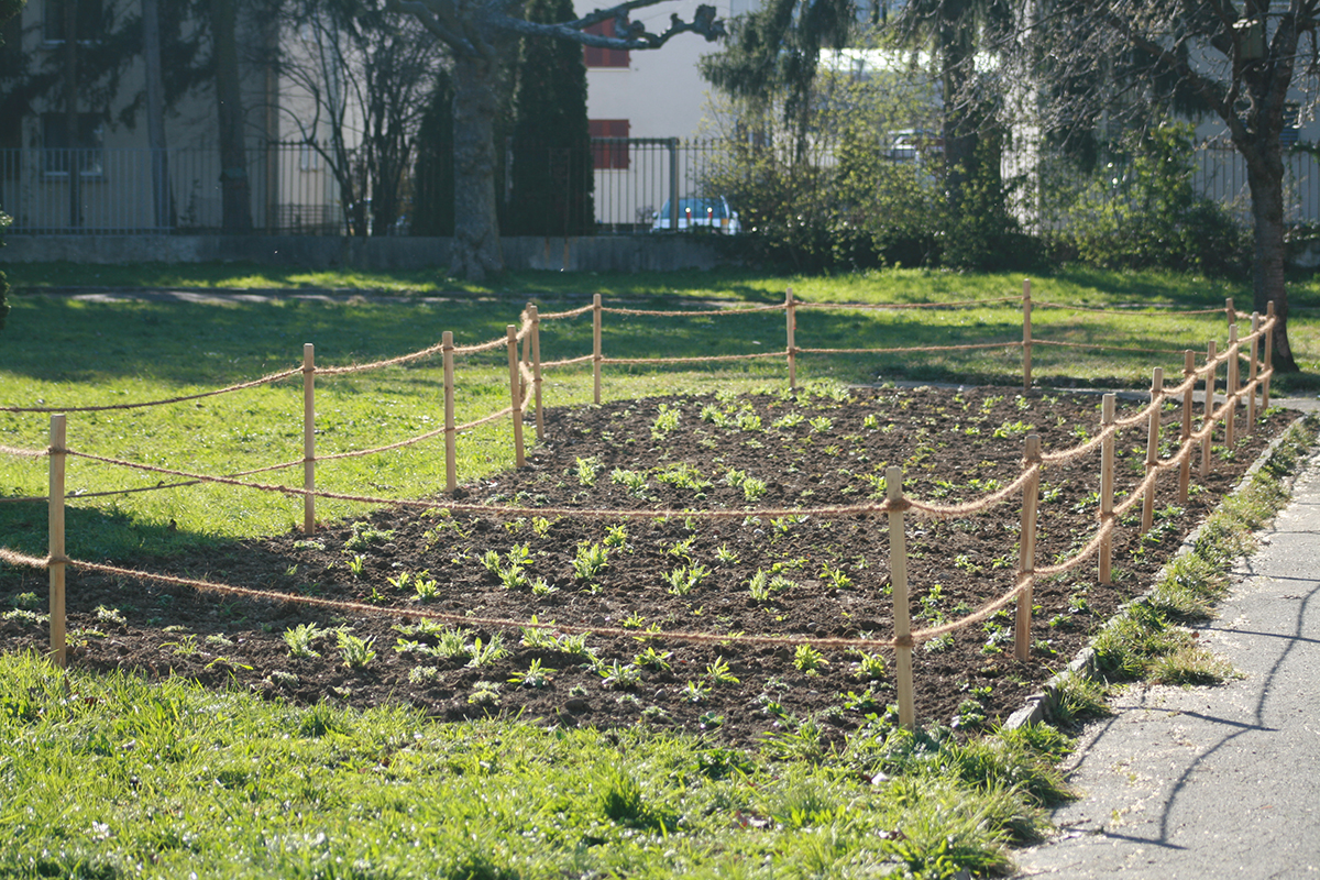 Die Fläche beim früheren Friedhof Gottesacker ist fertig bepflanzt, Foto: Doris Tausendpfund