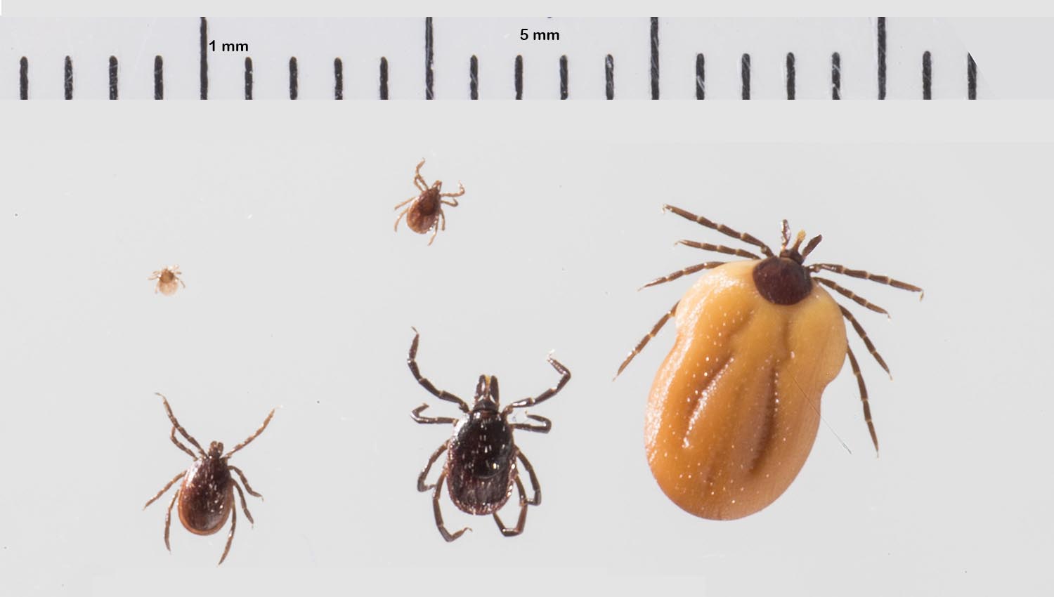 Tick stages